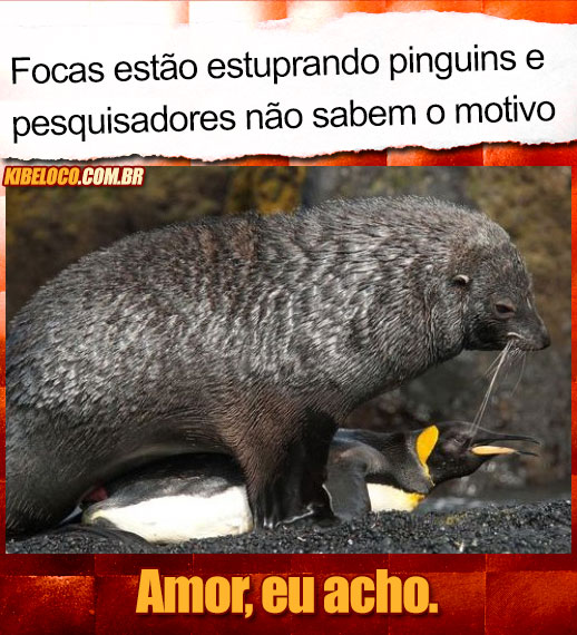 Foca