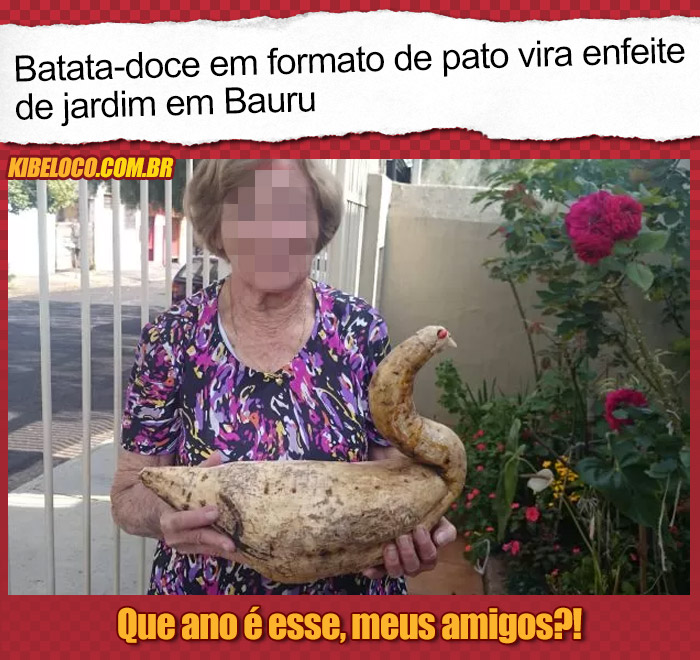 Batata-doce em formato de pato vira enfeite de jardim em Bauru