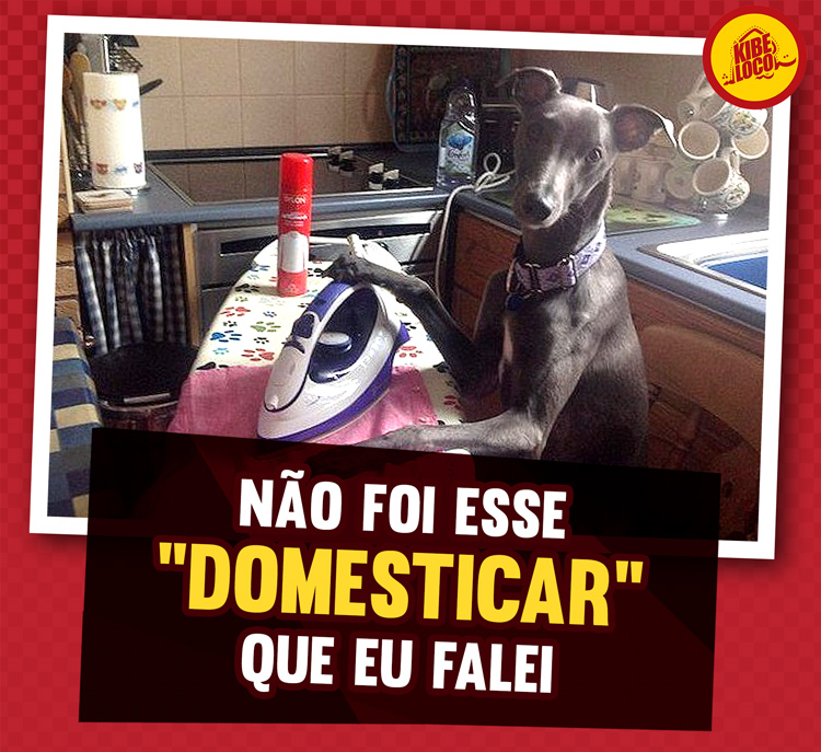 CACHORRO-DOMESTICADO